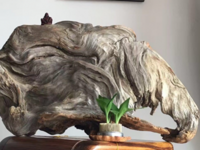 新手玩崖柏要注意哪些方面