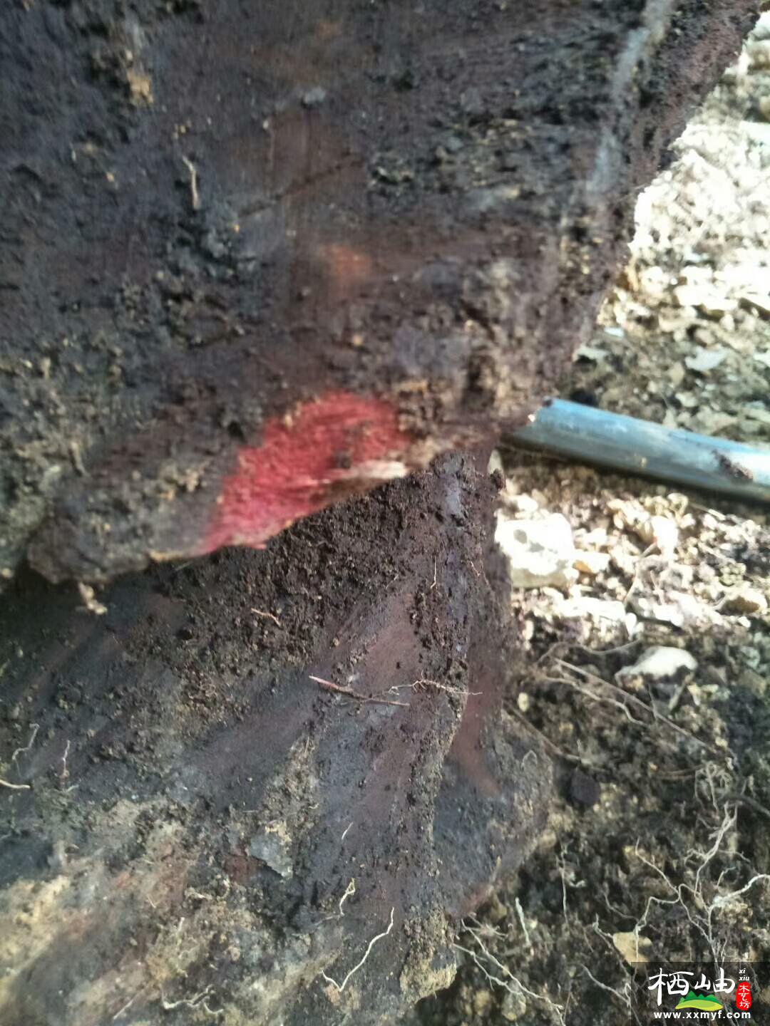 这是刚刚刨开流漏出的红色木质