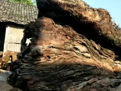 大型风化木桩视频