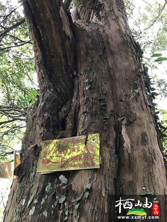 150年紅豆杉