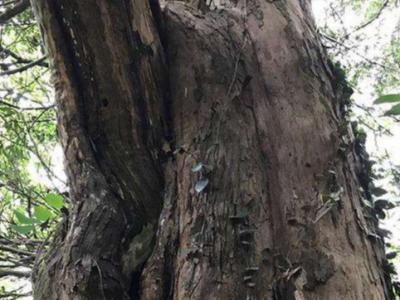 红豆杉凭什么能被42个国家共同认定为「国宝」