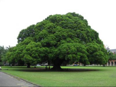 園林綠化設計大榕樹種植