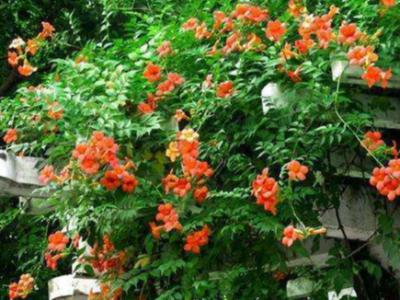 花园设计工程施工如何防止绿色植物根茎穿刺