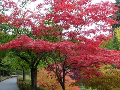 園林景觀庭院植物日本紅楓