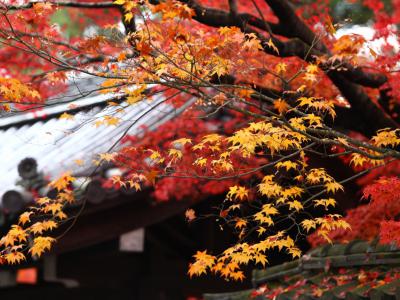 別墅庭院設計秋冬花草樹木紅楓樹