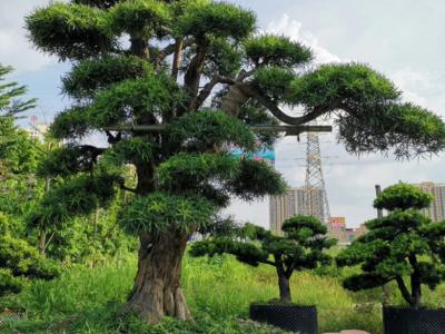 园林植物是意境创造的主要素材