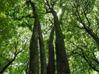 楠木-中国珍贵树种介绍与解析