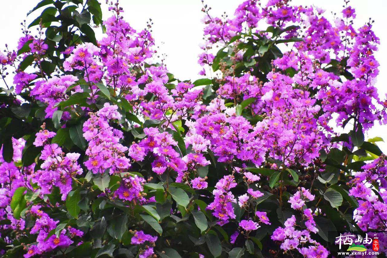 别墅庭院紫微花树