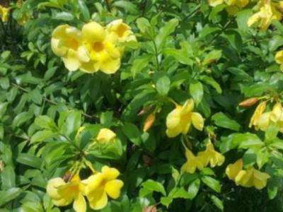 别墅庭院花园黄蝉的种植养护