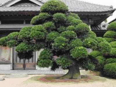 别墅庭院设计罗汉松的培育