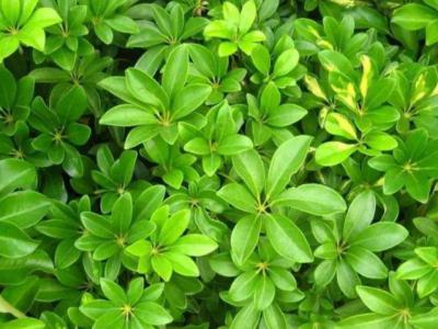 别墅庭院花园鹅掌柴的种植