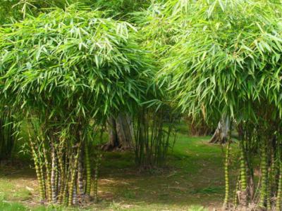 园林景观设计植物竹
