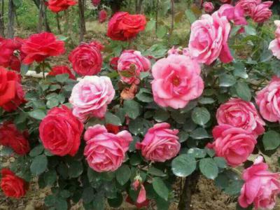 推荐五种适合栽种在庭院里的花