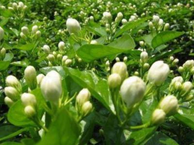 别墅庭院设计栽种漂亮又能吃的绿色植物