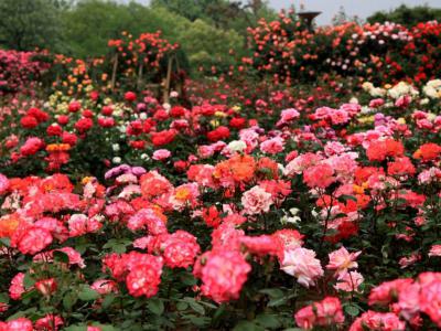 别墅庭院设计绿色植物配搭计划方案