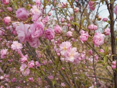 别墅庭院设计中麦李的种植技术