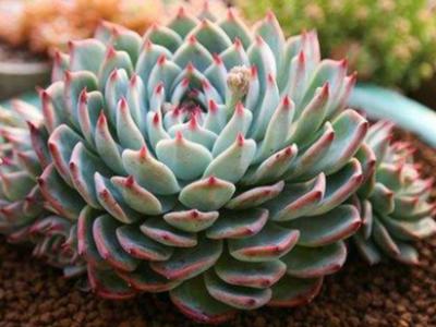 别墅庭院里盆植喜阴花卉