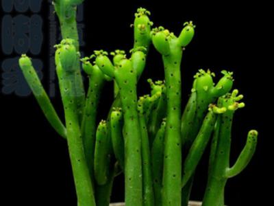 阳台花园绿植珊瑚棒怎样饲养