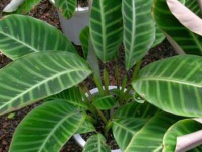 别墅庭院绿植飞羽竹芋养护