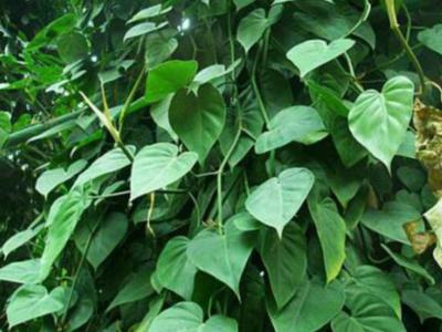 别墅庭院设计方案里心叶藤的养殖