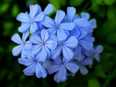 别墅庭院绿植养护蓝雪花夏季养护方法