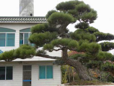 别墅庭院植物养护黑松叶片发黄怎样治