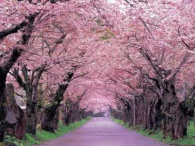 别墅园林景观设计樱花养护管理方法