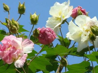 别墅庭院设计绿植养护木芙蓉